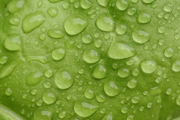 Green leaf macro in drops of water. Green  lettuce leaf with large drops after the rain. green leaf texture close up. Nature green bright background