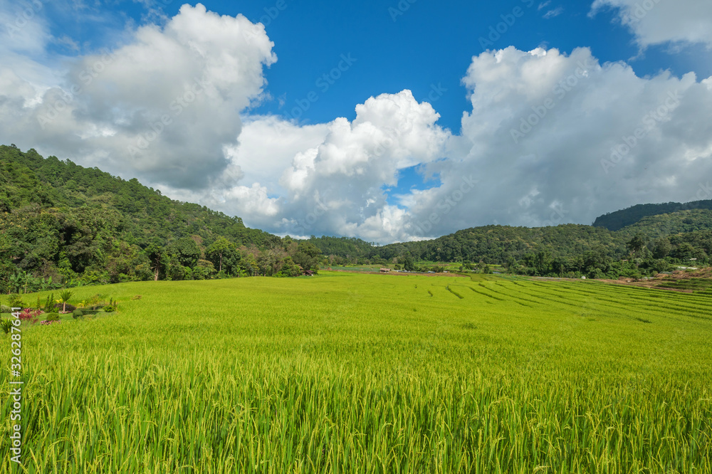Sky Green Terraced Rice Field in Chiangmai, Thailand 