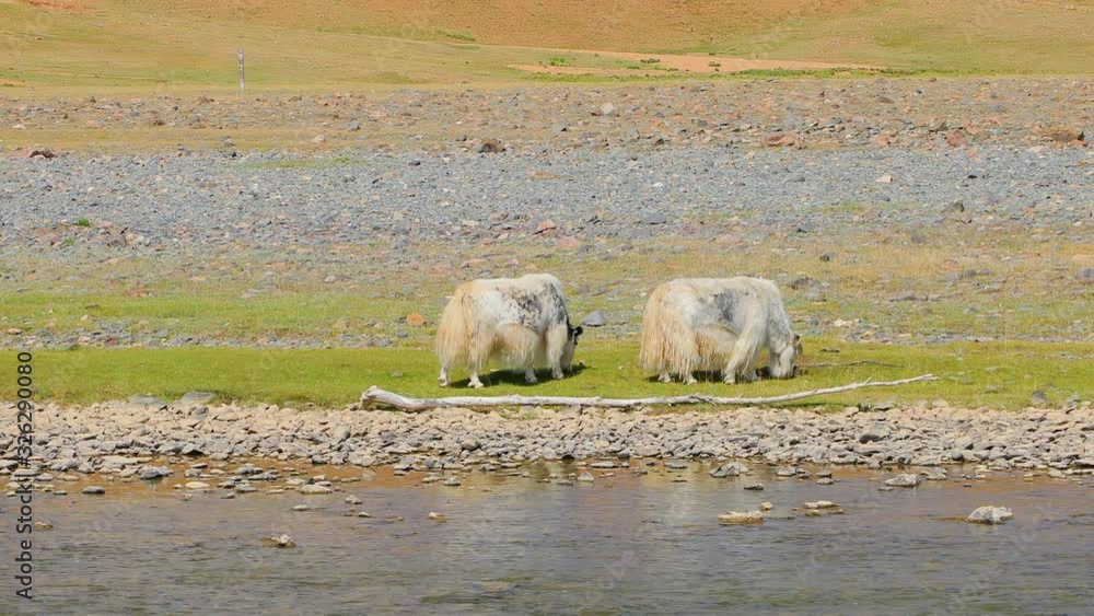 yak and orkhon river in Monglia yak and orkhon river in Monglia