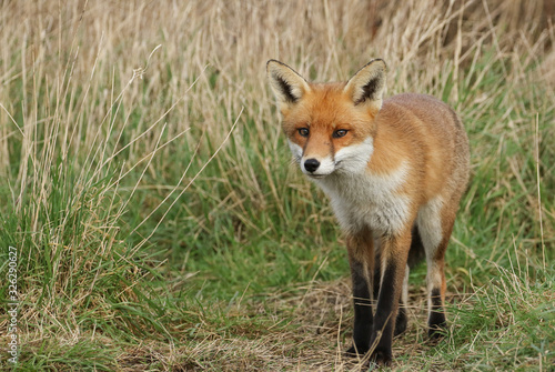 A magnificent wild Red Fox, Vulpes vulpes, hunting for food in a meadow. © Sandra Standbridge
