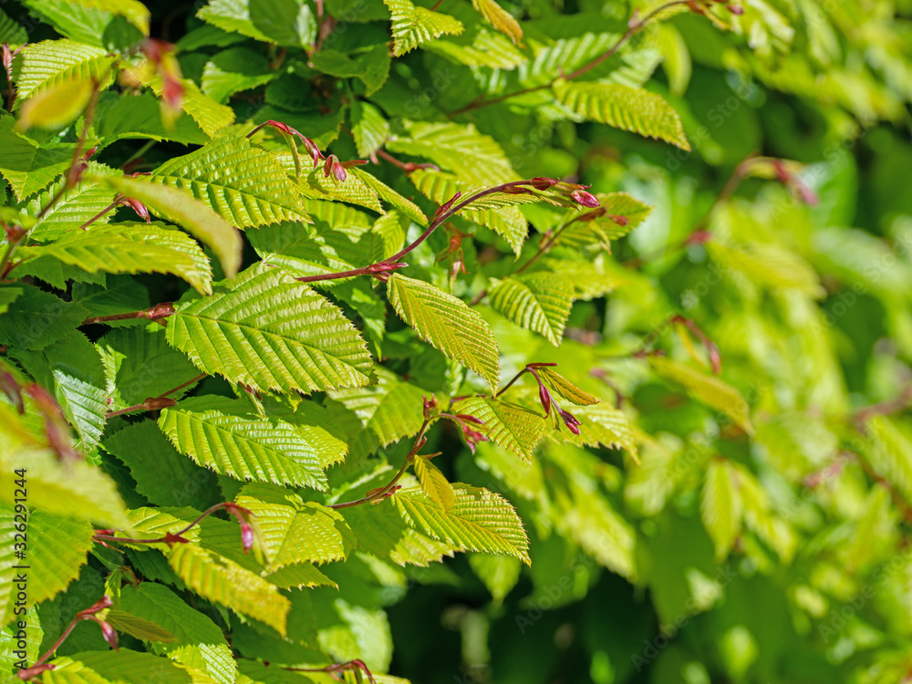 Junge Blätter der Hainbuche, Carpinus betulus Stock Photo Adobe Stock
