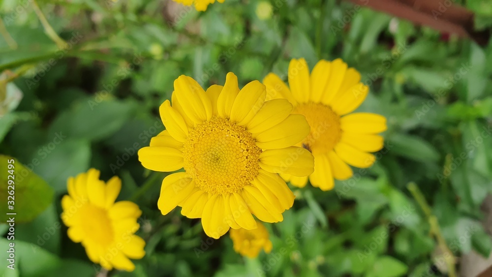 flor amarela flor amarela