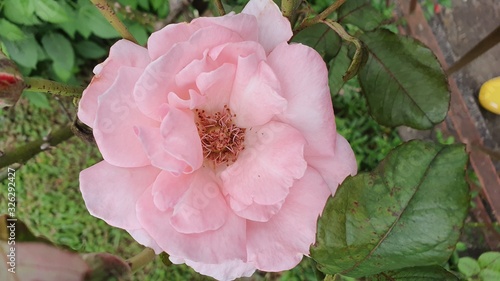 Fototapeta Naklejka Na Ścianę i Meble -  flor rosa