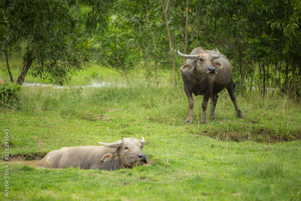 Fototapeta premium buffalo in field standing and taking mud