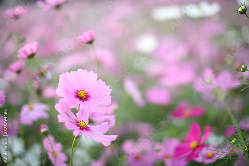 cosmos field , pink flower in close up with fower background © Oran Tantapakul