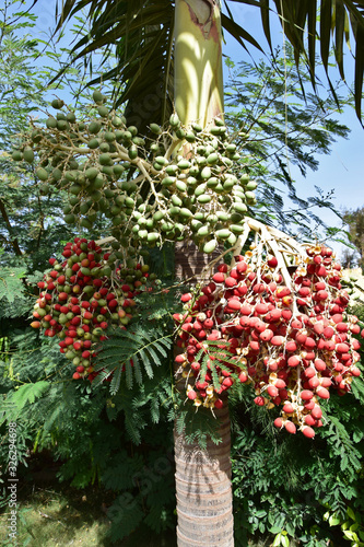 Areca palm - bunch of fruits