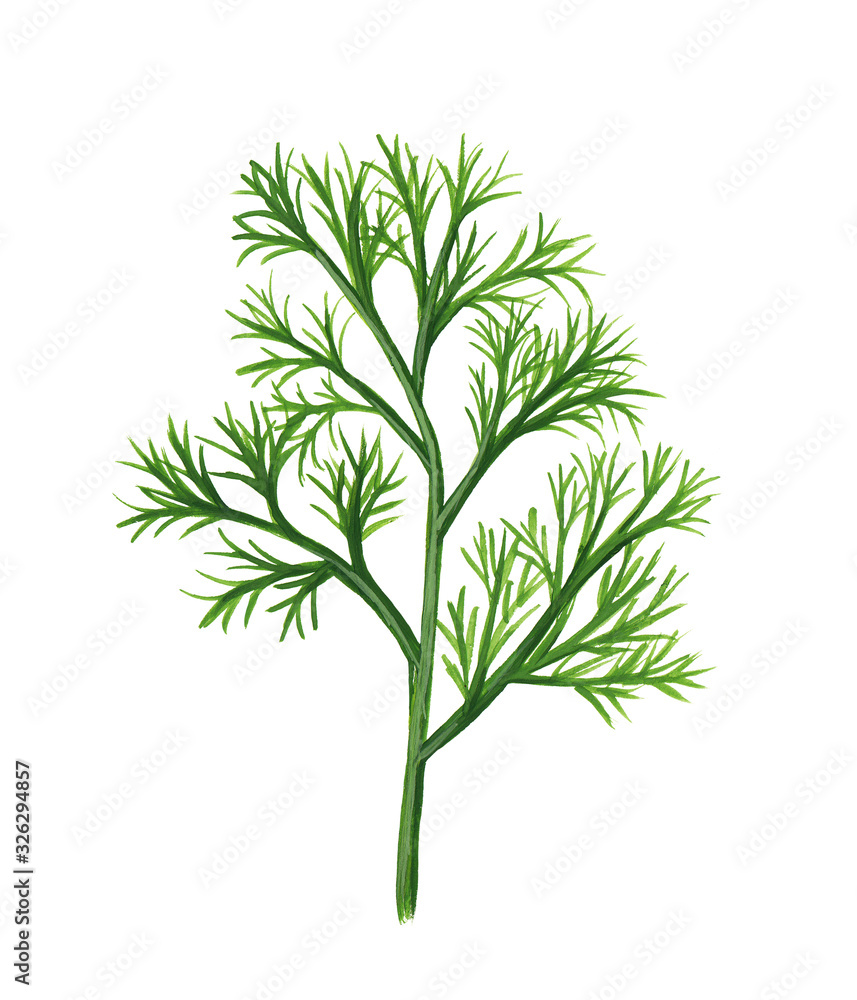 Green bunch of ripe dill isolated on white. Grassy hand-drawn illustration of dill in a realistic style. Green bunch of ripe dill isolated on white. Grassy hand-drawn illustration of dill in a realistic style.