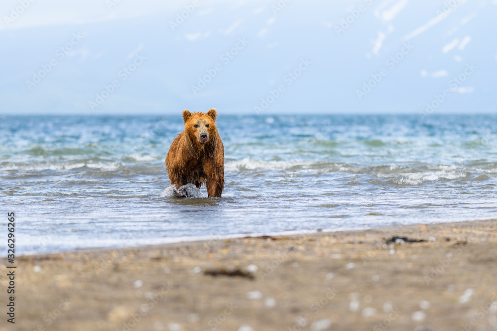 Ruling the landscape, brown bears of Kamchatka (Ursus arctos beringianus) Ruling the landscape, brown bears of Kamchatka (Ursus arctos beringianus)