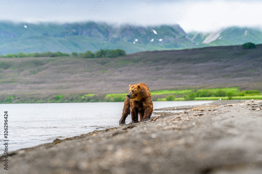 Fototapeta premium Ruling the landscape, brown bears of Kamchatka (Ursus arctos beringianus)
