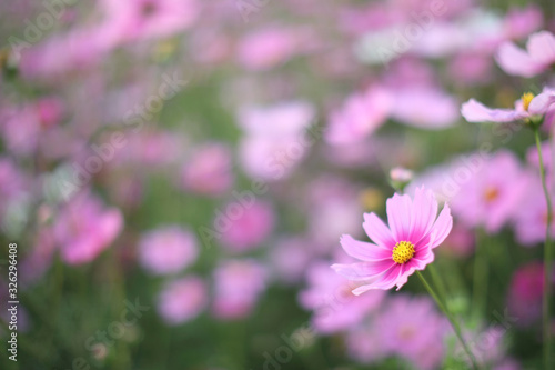 cosmos field   pink flower in close up with fower background