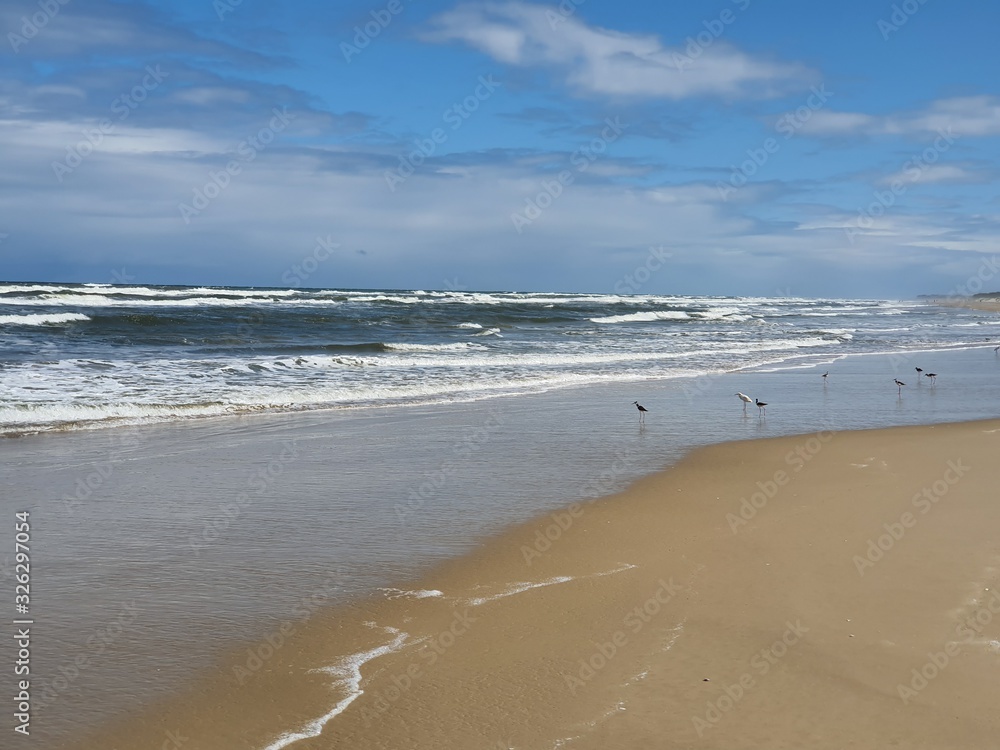 pássaros na praia