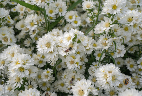 Beautiful white margaret flowers in the flower garden