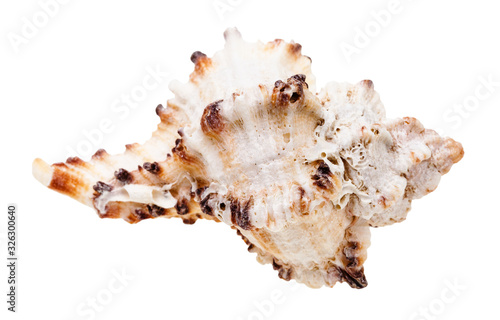 seashell of mollusk isolated on white