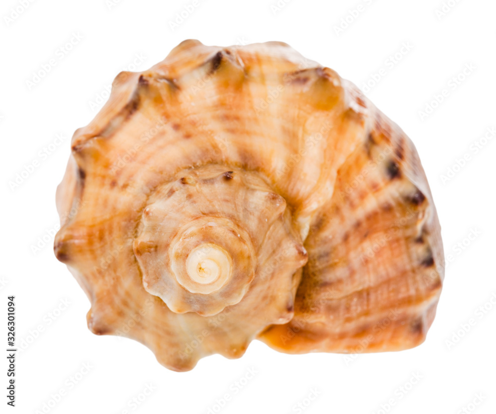 helix shell of rapana isolated on white