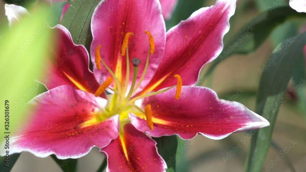 slow motion scene, lily flower in spring garden slow motion scene, lily flower in spring garden