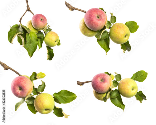 set of apple tree branches isolate, with green foliage and fruits.