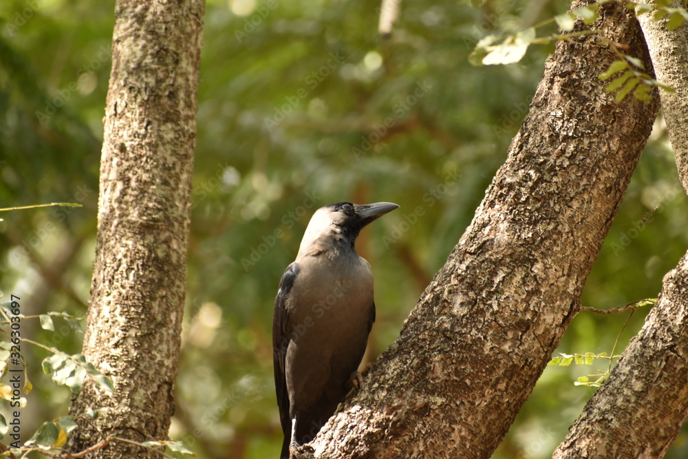 Fototapeta premium a crow is sitting on a branch with blur background of green leaves.