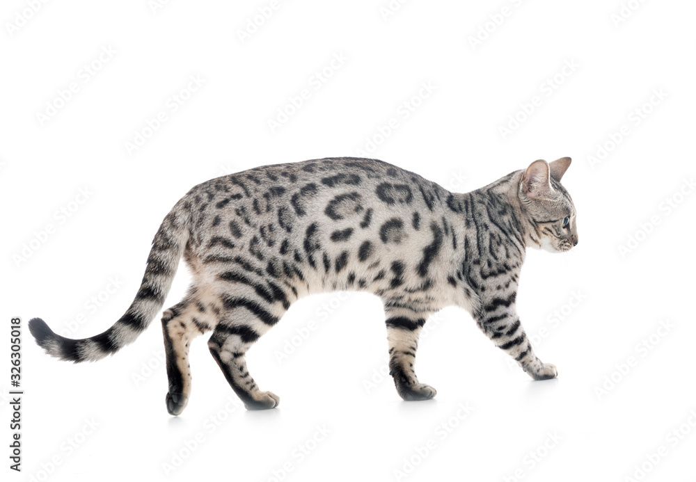 Obraz premium bengal cat in studio