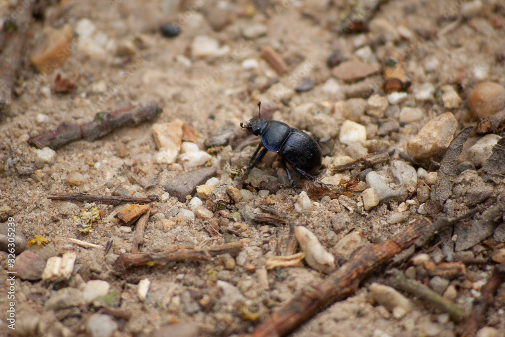 dung beetle dung beetle