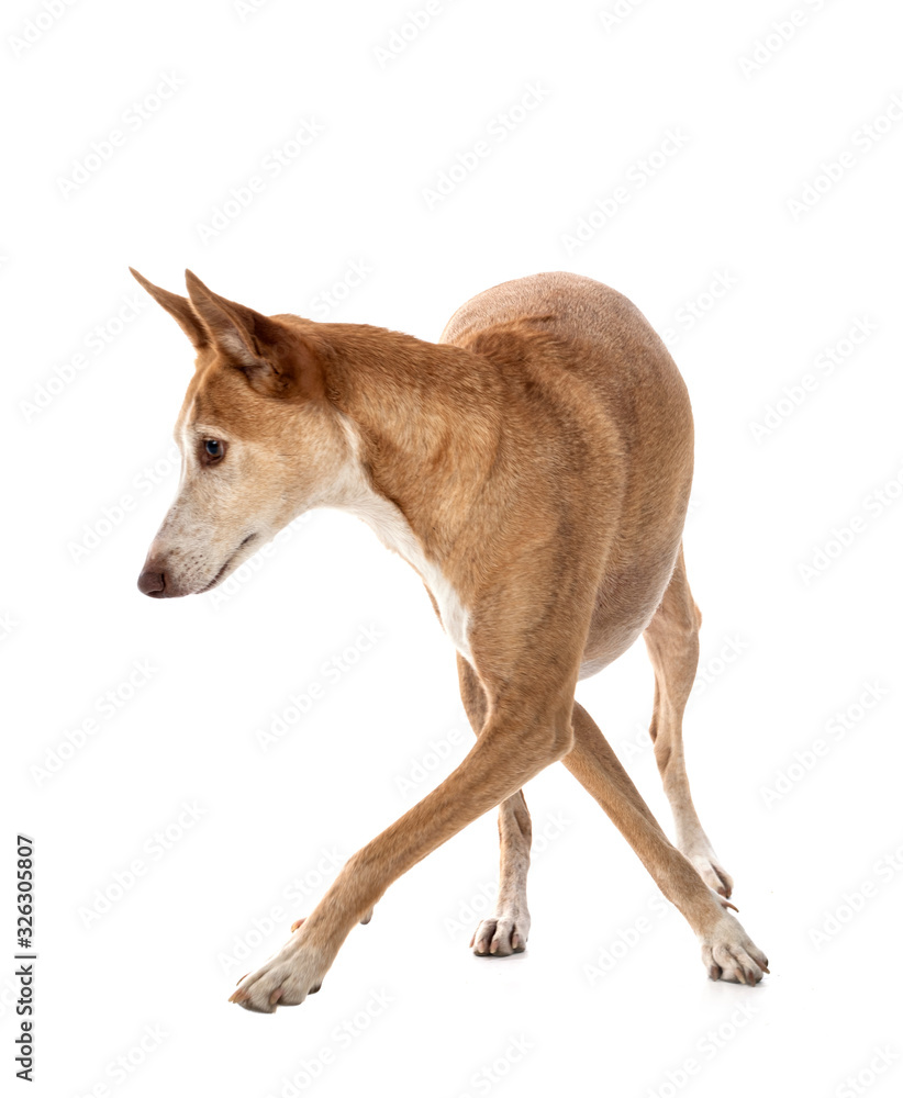 Ibizan Hound in studio Ibizan Hound in studio