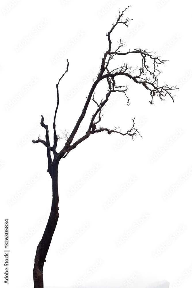 Fototapeta premium dead tree isolated on white background