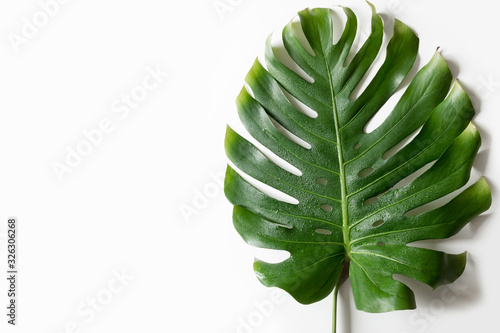 Leaf of Monstera isolated on white. View from above. Space for text.