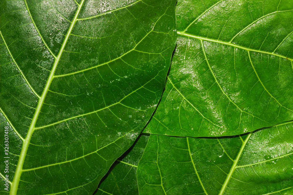 Green leaf texture natural background of tree leaves. Green leaf texture natural background of tree leaves.