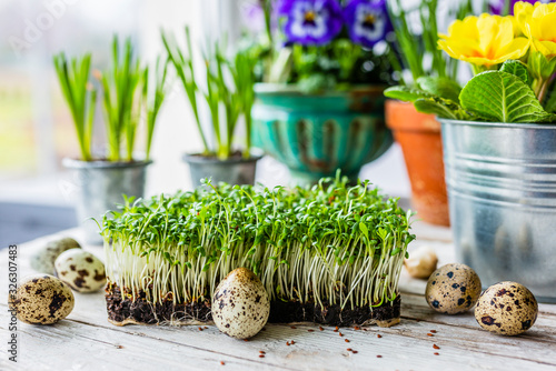 Obraz na płótnie Easter decoration of cress and spring flowers.