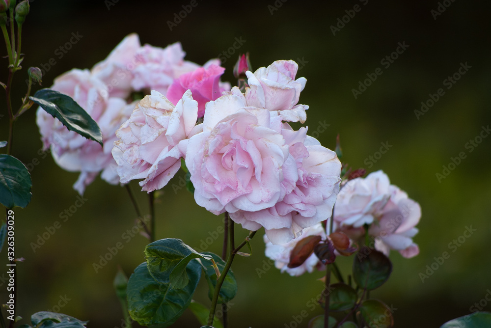 pink rose on black background pink rose on black background