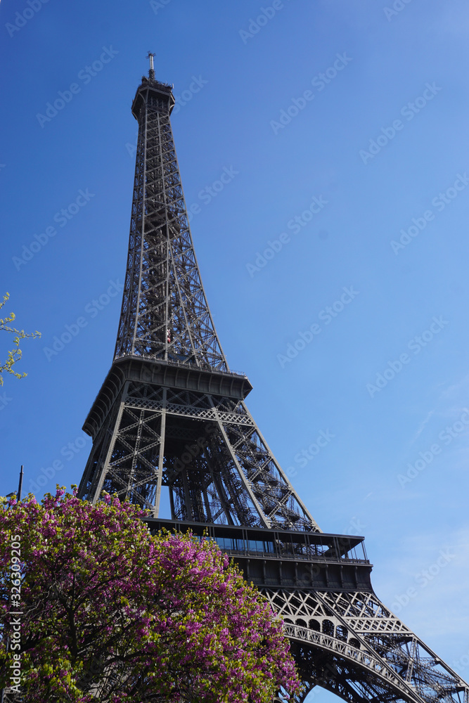eiffel tower in paris with a purple tree in bloom