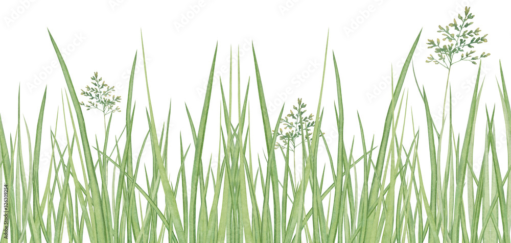 Fototapeta premium Watercolor hand drawn meadow herbal seamless border with fresh green grass and herb isolated on white background