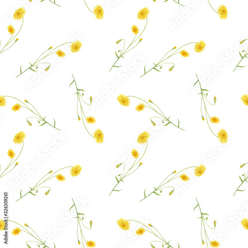 Watercolor hand drawn seamless pattern with wild meadow  crepis flowers isolated on white background. Good for textile, wrapping paper, background, design etc.