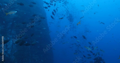 Wallpaper Mural White tipped reef shark at Revillagigedo Archipelago, Mexico. Torontodigital.ca