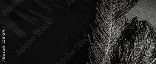 Ostrich feathers in spotlight and magic shadow. Black monochrome banner