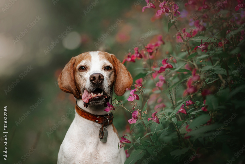 old pointer dog portrait with summer flowers outdoors