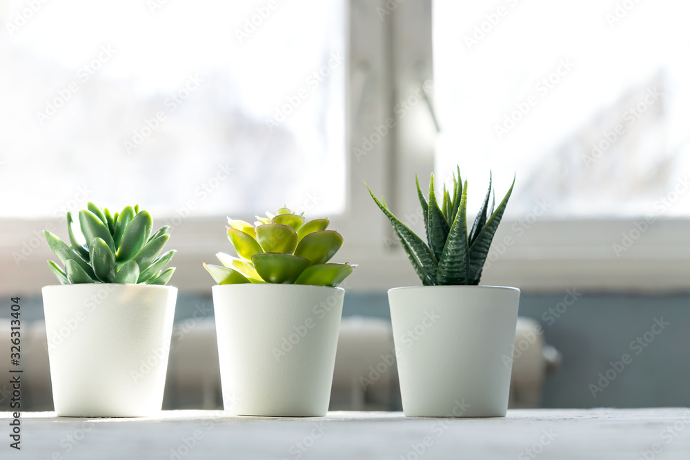 Different Succulents in small white pots on the table. home decor, nordic style design Different Succulents in small white pots on the table. home decor, nordic style design