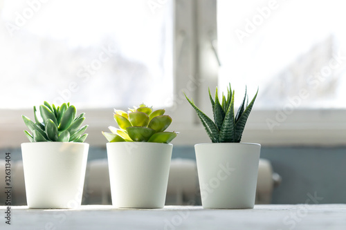 Different Succulents in small white pots on the table. home decor, nordic style design