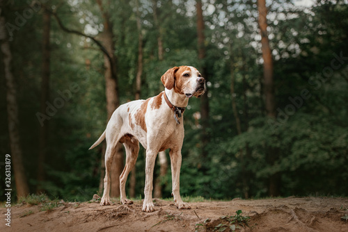 old pointer dog standing in a forest in summer