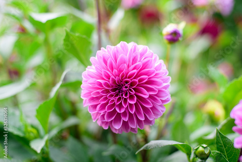 Dahlia flowers during blossoming