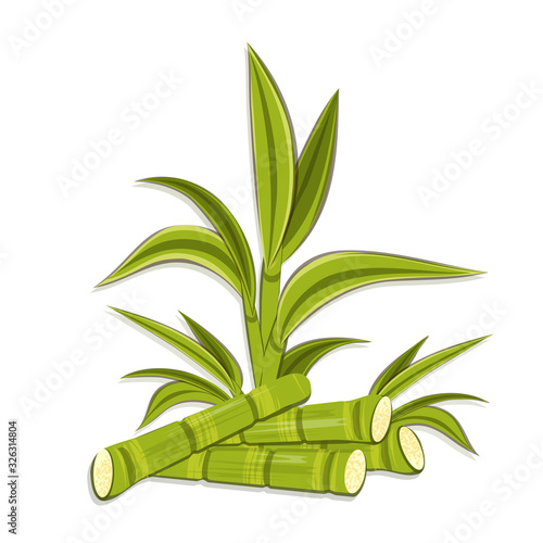 Sugarcane bush isolated on white background. Heap of cane sticks. Vector EPS 10