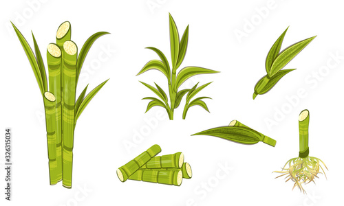 Sugarcane set. Green bush, stems, trunk, root and leaves isolated on white background. Heap of cane sticks. Vector EPS 10