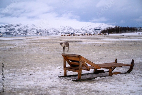 Reno y trineo en una granja de los Sami en Tromso © Marc