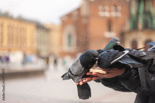 feeding pigeons from hand on blurred old town background, cold weather