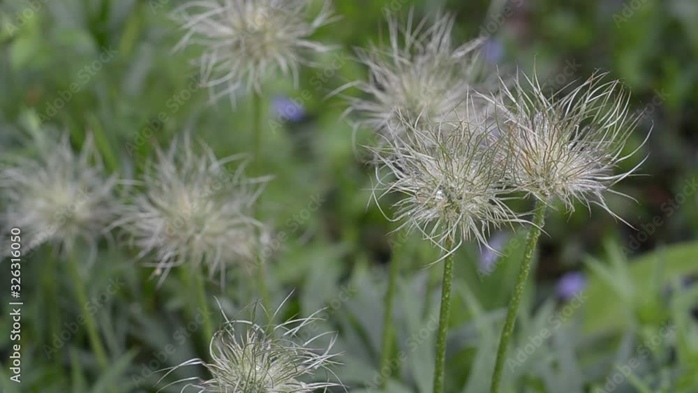 Fuzzies faded dream-grass in the spring. Selective focus Fuzzies faded dream-grass in the spring. Selective focus