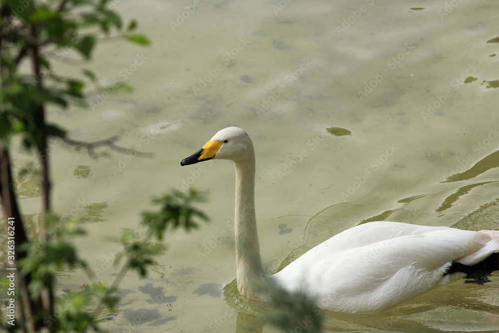 Obraz premium Flower Gardenباغ گل در ایران 
