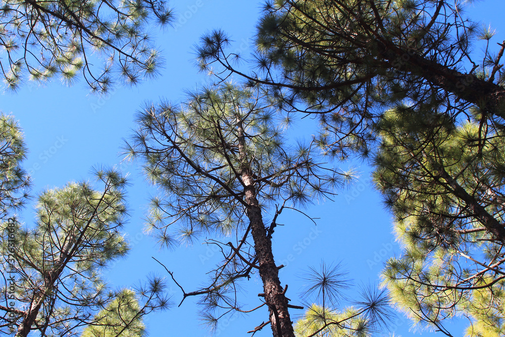 Fototapeta premium Tree tops of Canary Island pines (Pinus canariensis) against blue sky (Tenerife, Spain)