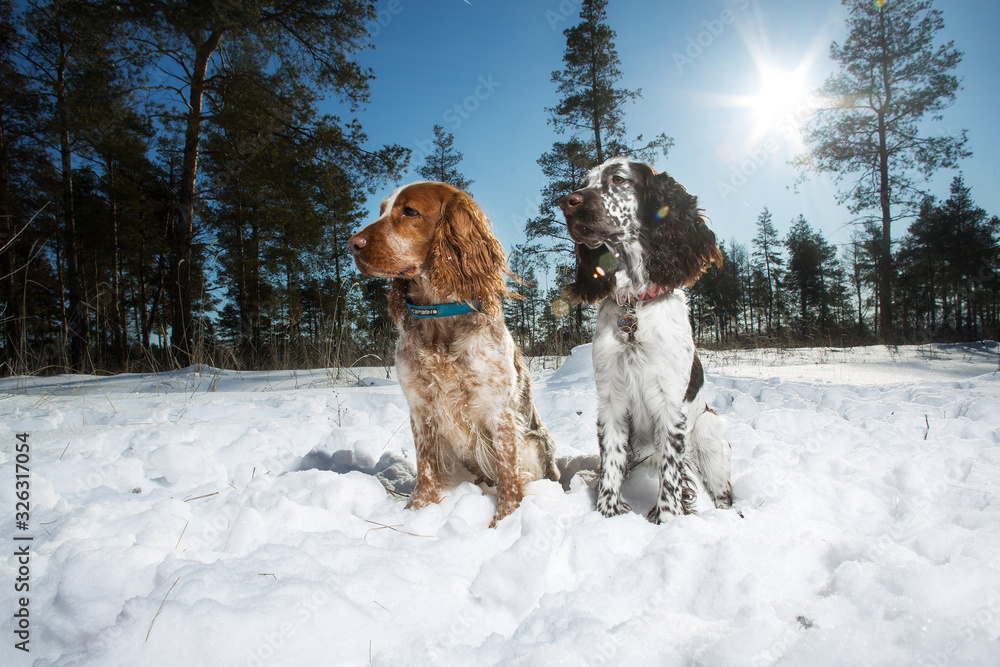 dog breed spaniel winter
