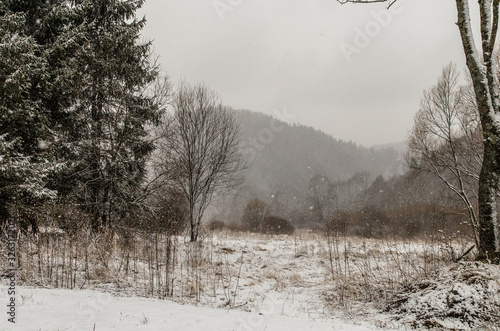 Fototapeta Naklejka Na Ścianę i Meble -  las zimą Bieszczady