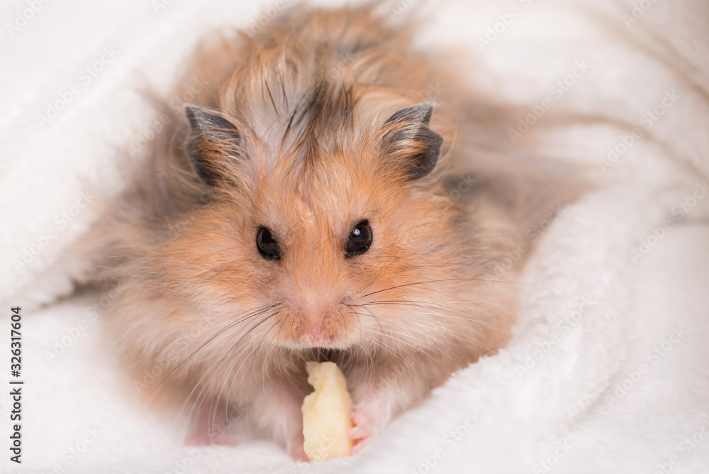 Hamster eating on a white background Hamster eating on a white background