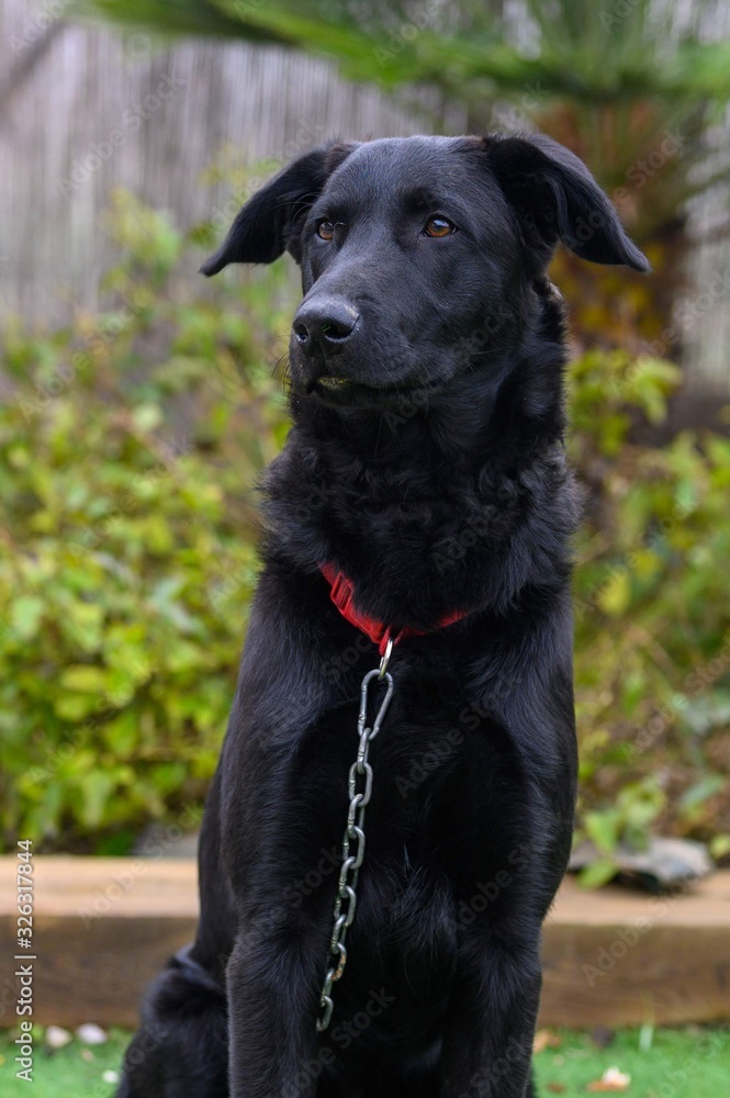 Retrato de un joven bonito perro negro con su collar roja y cadena Retrato de un joven bonito perro negro con su collar roja y cadena